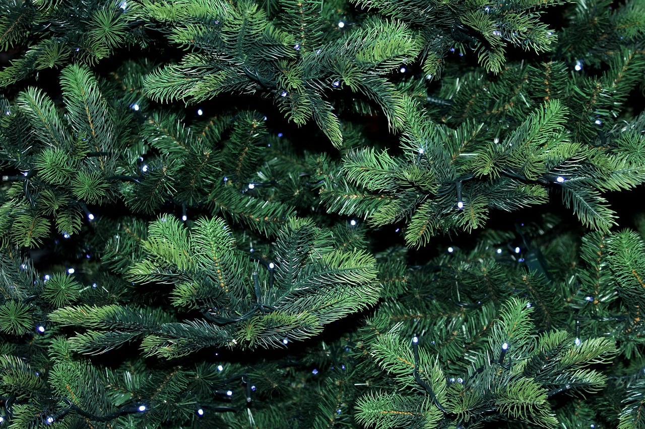 Roseville-bush-christmas-light this image shows bush Christmas lights installation in Roseville, CA